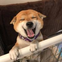 萌宠头像|超级无敌可爱的柴犬啊
