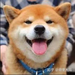 万一猫吐舌头同时伴随着流口水,口臭,呼吸急促,没有食欲等症状,这代表