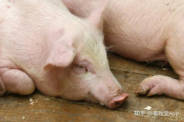 各年龄段猪感染猪伪狂犬病毒症状是什么?猪伪狂犬这样