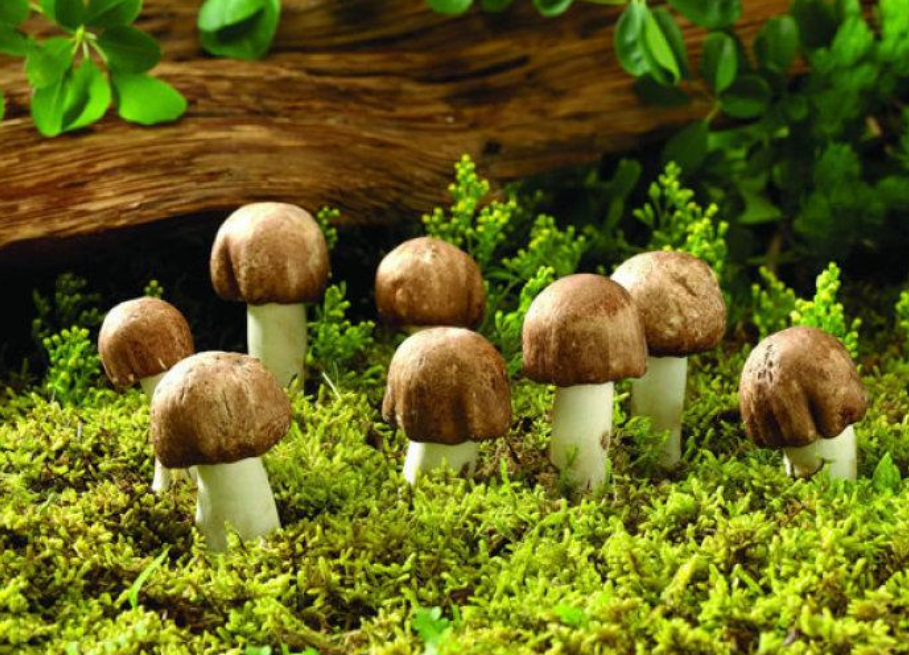 蘑菇小常识上蘑菇竟然不是植物古人食用蘑菇浅谈