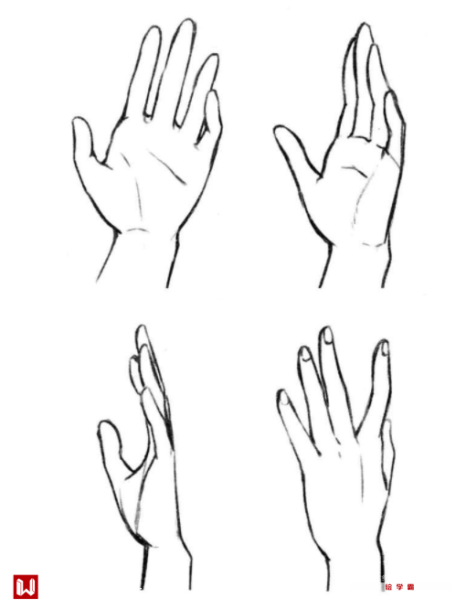 手的各种姿势画法之自然张开的手的不同表现形式