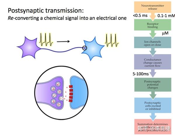 postsynaptic transmission 突触后传递