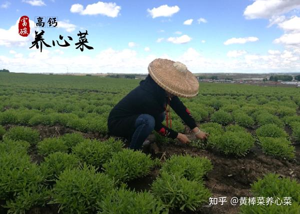 你喝过富碳高钙养心菜制作的茶吗?