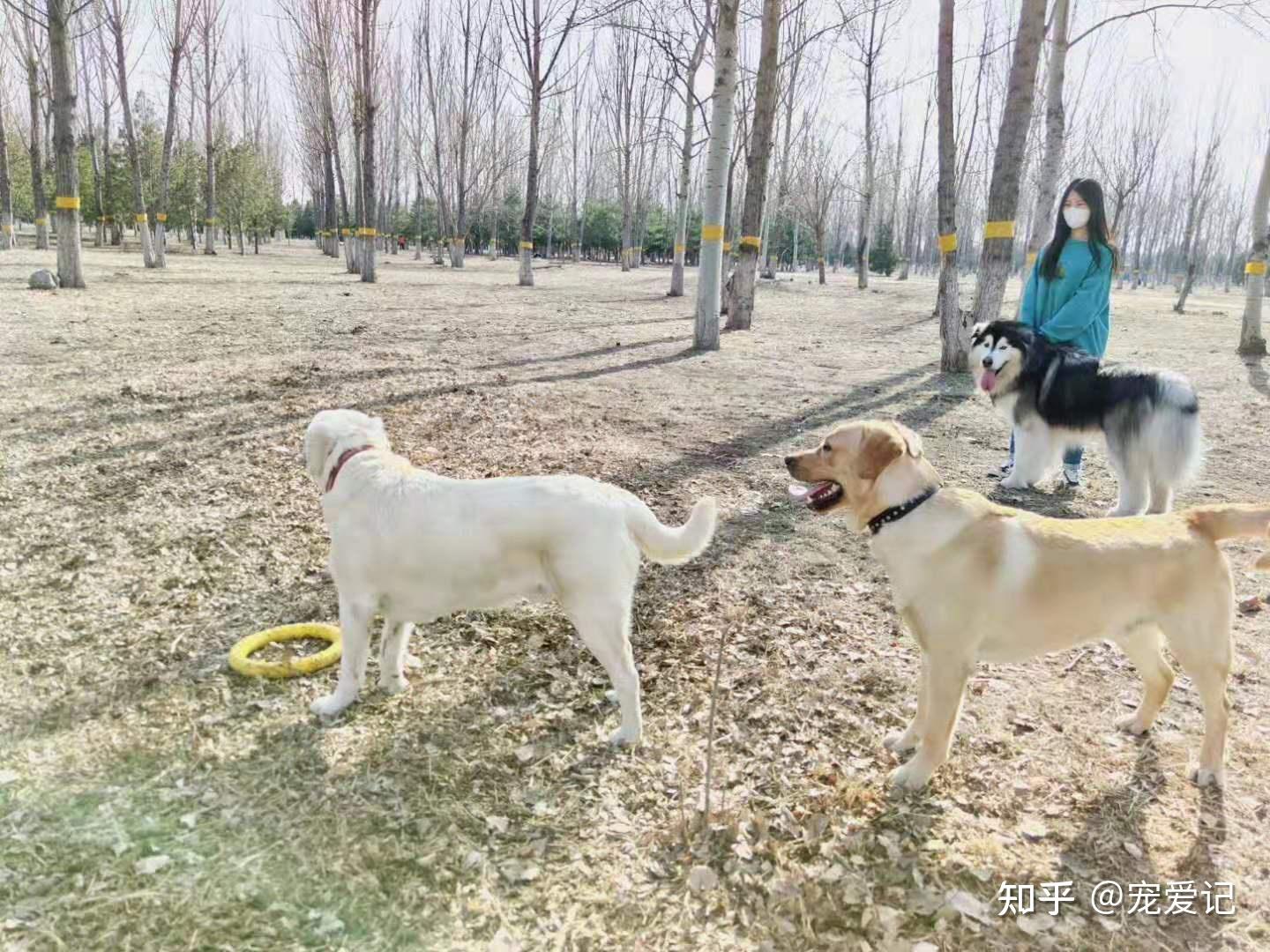 东小口森林公园地址 昌平区黑泉路与西小口路交叉口东南侧无需门票