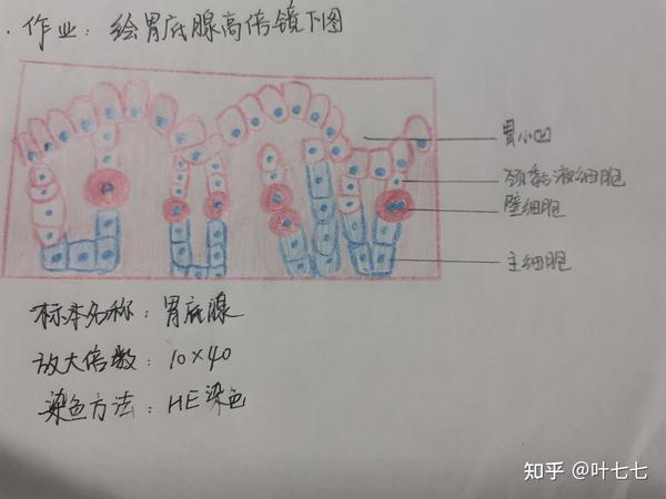 组胚红蓝铅笔图