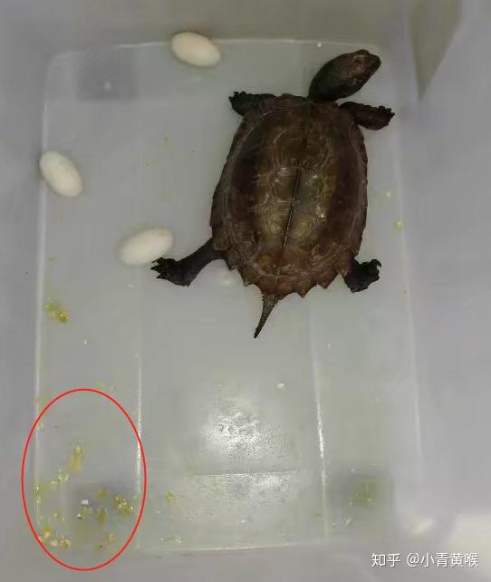 大乌龟会吃不是自己生的小乌龟吗?
