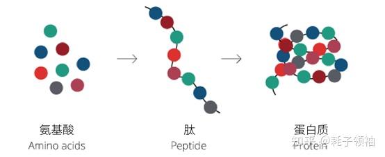 所谓"肽",是由两个或两个以上氨基酸以肽键相连的,具有生物活性的化合