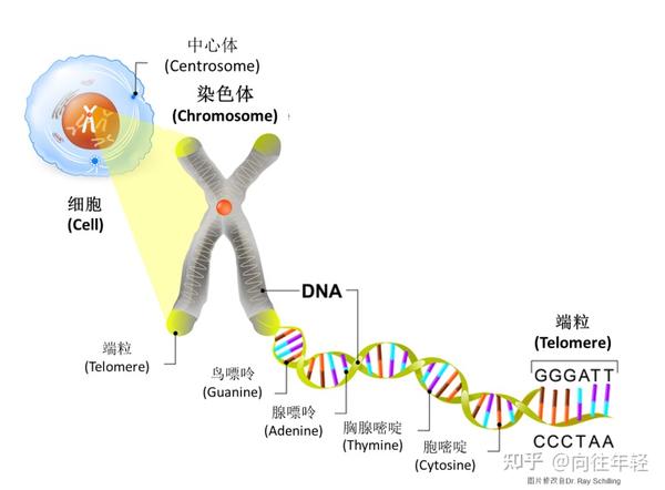 telopro特普诺揭开端粒生命科学的秘密