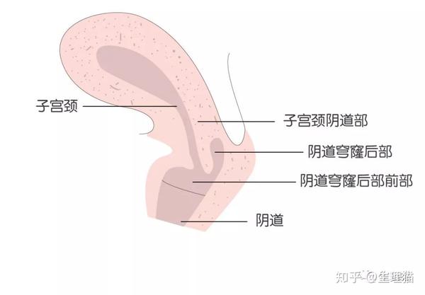 它们一般会在女性生殖器官的这些部位暂时待上一会儿 部位一阴道穹窿