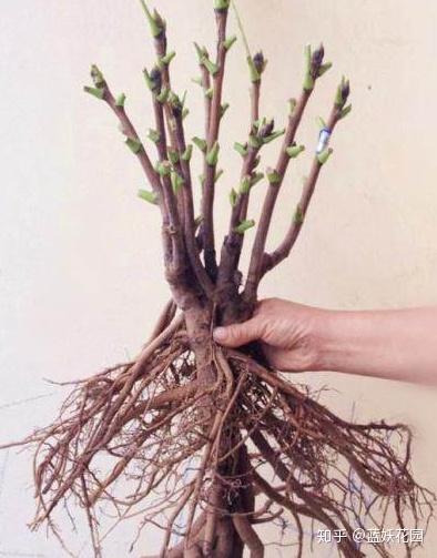 而且牡丹花的根系特别发达,根粗,多而且较直.