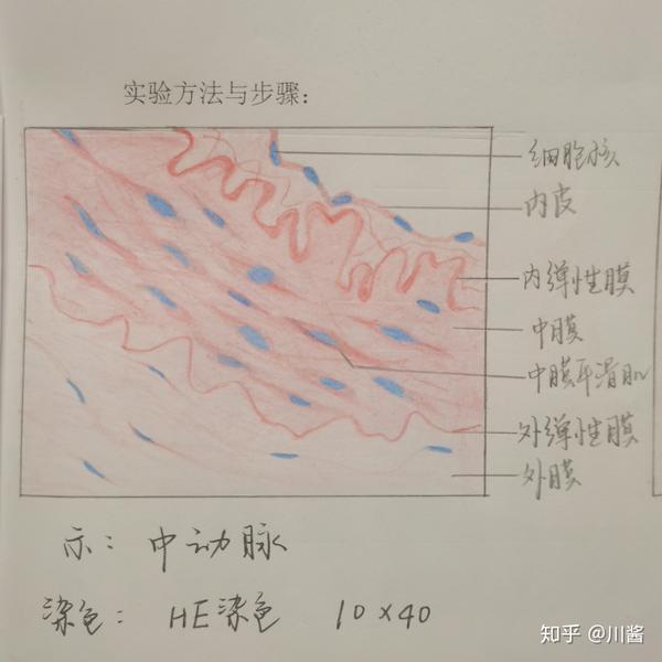 组胚实验红蓝铅笔绘图!