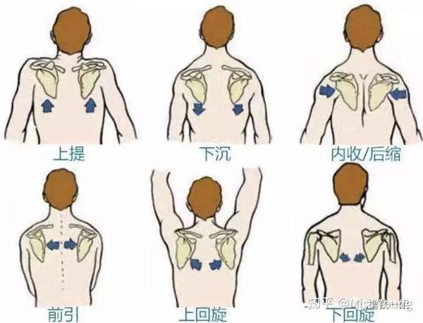 翼状肩胛最常见的原因是原本稳定肩胛骨运动的相关肌群力量不平衡