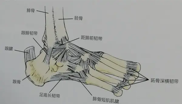 踝关节是人体负重最大的屈戌关节,站立时全身重量都会落在踝关节上