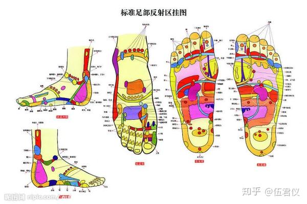 足底反射区能与身体脏腑健康状况有对应关系吗?