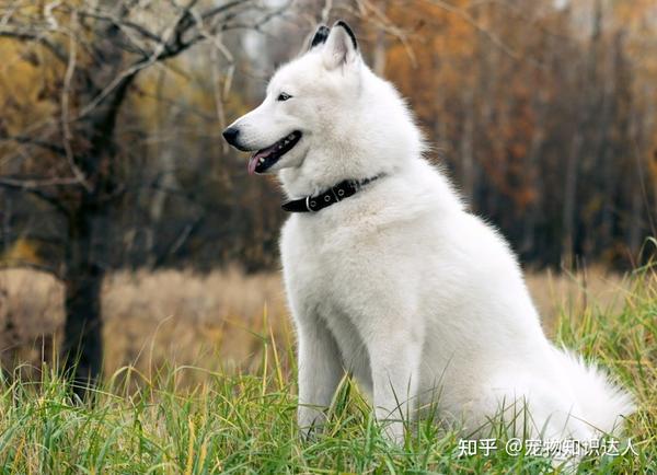 盘点"很粘人"的几种大型犬,体型庞大,但很善良!