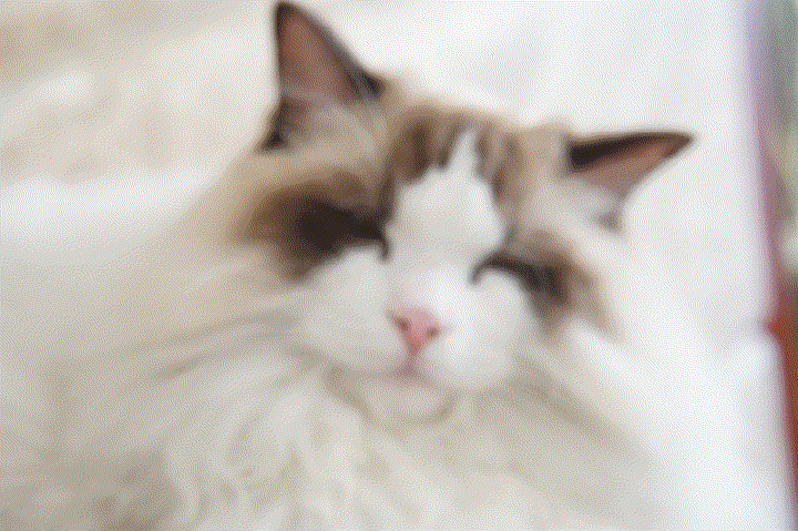 壁纸 动物 猫 猫咪 兔子 小猫 桌面 600_399 gif 动态图 动图