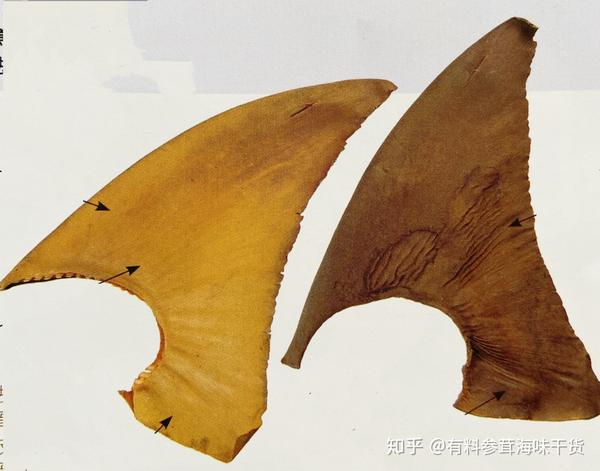 蝴蝶青鱼翅沙青鱼翅白青鱼翅