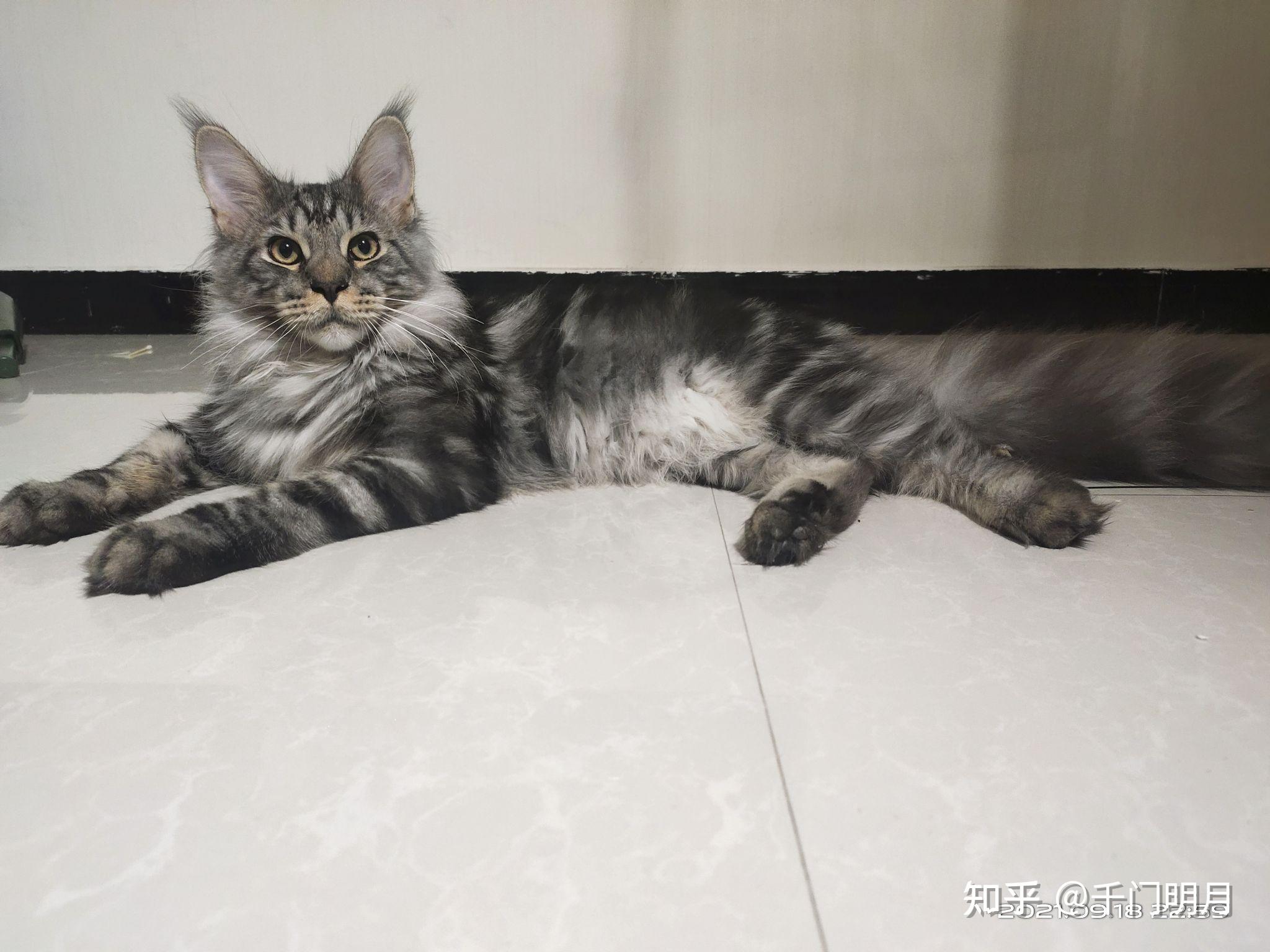 这只是缅因猫吗