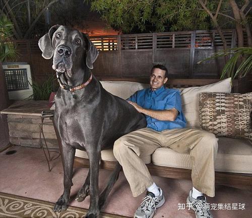 《吉尼斯世界记录》中最高的狗"大乔治"就是一只大丹犬,它站立高度