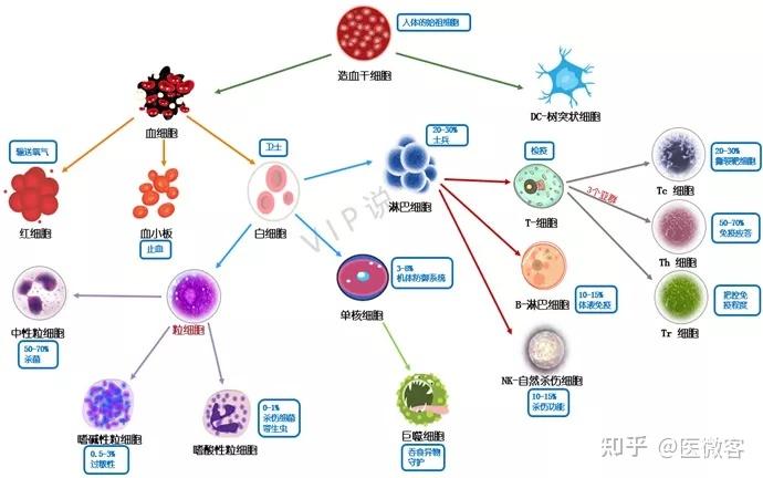 人体的免疫细胞王国是怎么样的?