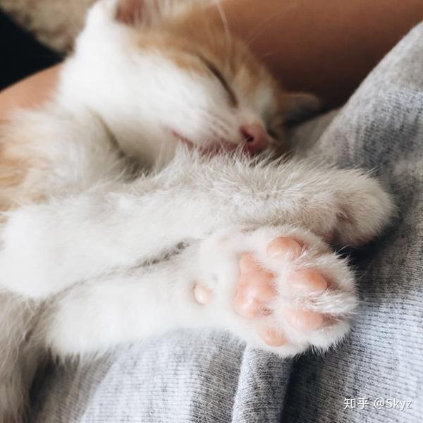 养一只橘猫是什么样的体验?