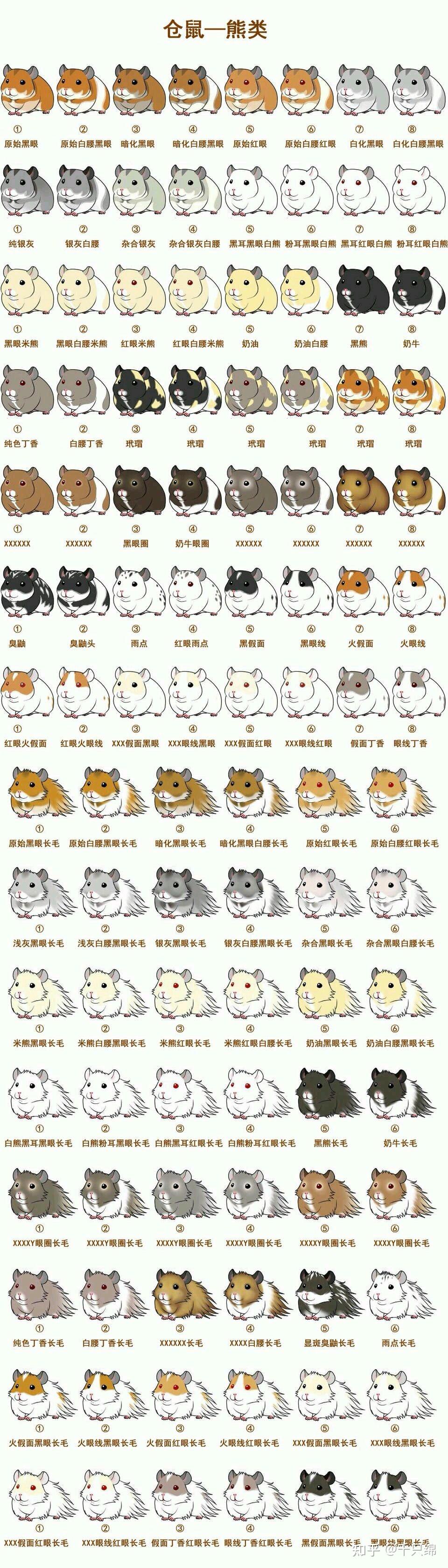 这仓鼠是什么品种
