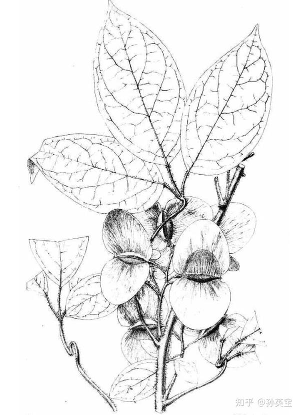 科学绘画被子植物莲叶桐科的成员