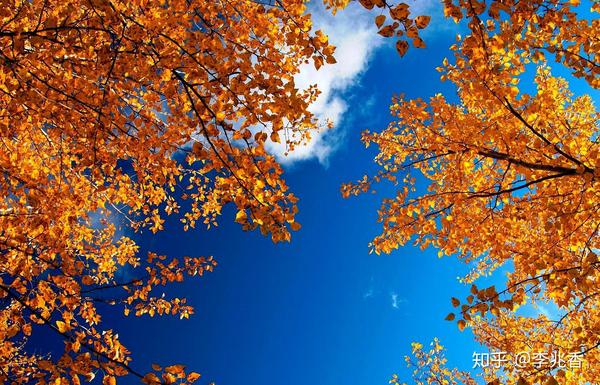 描写秋天天空的唯美句子,透过枫叶看那蓝蓝的天空