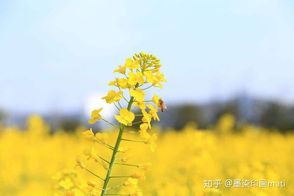 现在正是油菜花盛开的时候,开放的油菜花成为了春天里最"耀眼"的一抹