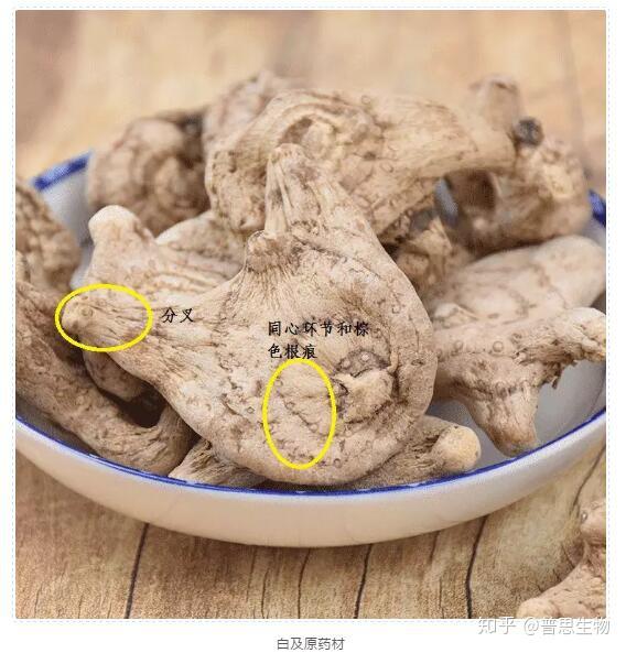中药植物赏析—白及