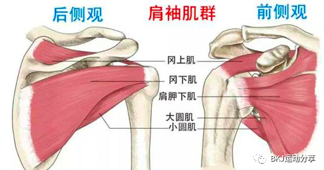 冈下肌,小圆肌,肩胛下肌组成,附带包括肱二头长头肌腱;     韧带包括