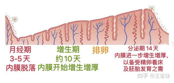 为什么子宫内膜有时薄有时厚