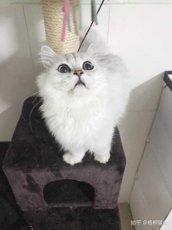 题主发的这个猫乍一看像加菲也很正常,本身金吉拉就是波斯血统的(鼻子