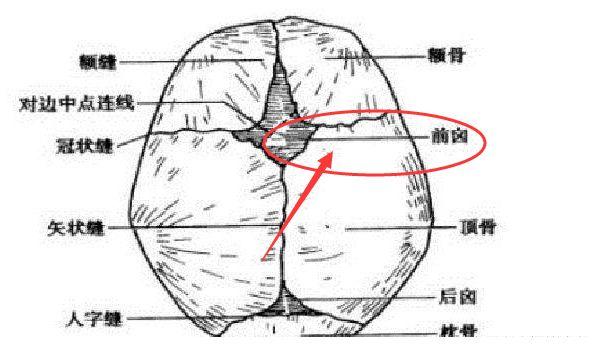 新生婴儿头顶前部有一个很柔软的地方,这个地方就叫卤门.