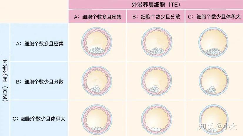 囊胚级别的划分评级,是根据囊胚腔,内细胞团及外滋养层细胞来区分的.