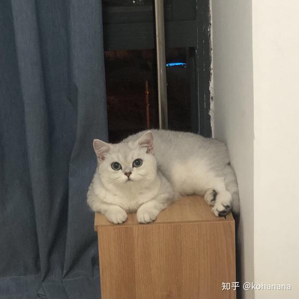 银渐层该找什么品种配种?