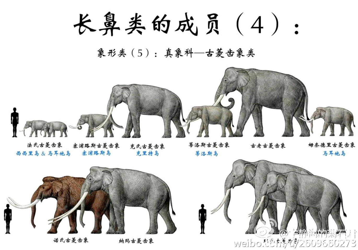 每次从大象的后代中筛选出骨架最小的大象让他们交配生育重复这一过程