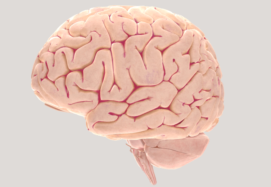 脑子是什么能玩吗推荐一个3d大脑网站