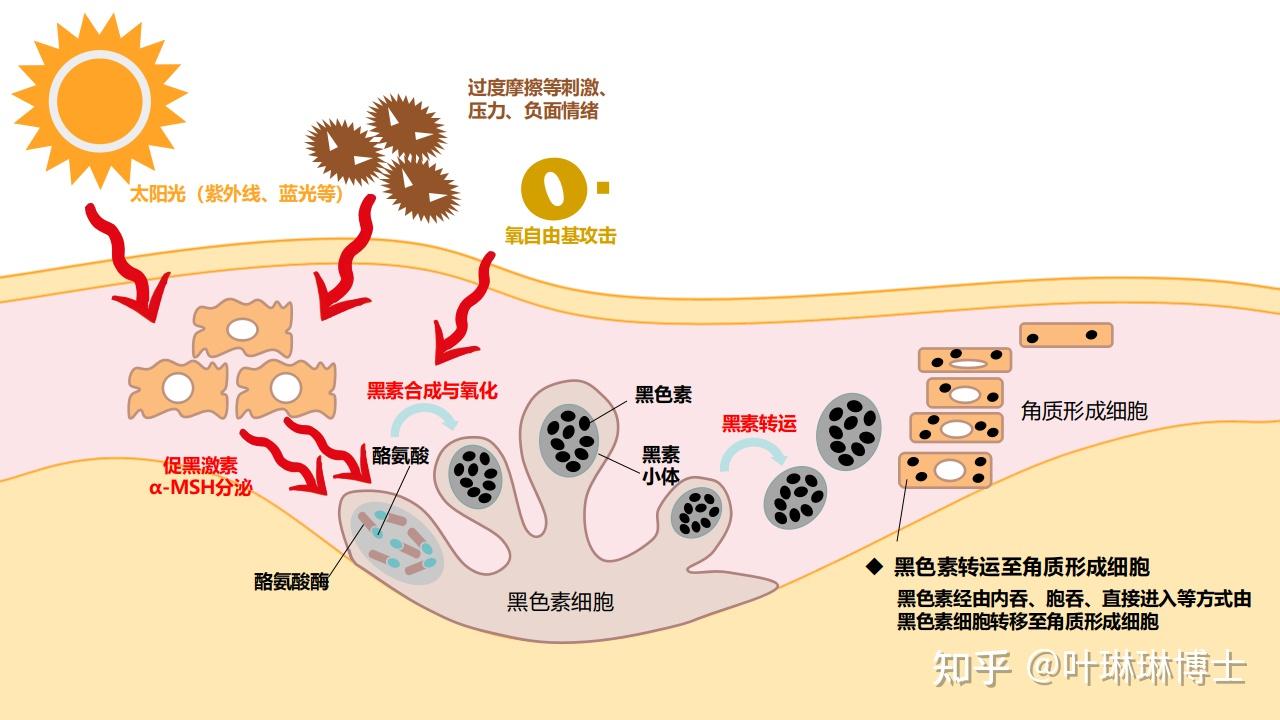 美白那些事儿丨美白与黑色素的那些事儿