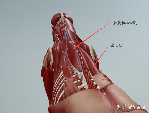 spinalis & semispinalis (thoracis)棘肌和半棘肌