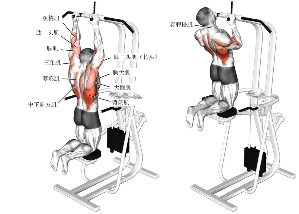 耀61健身12个背部训练动作帮你更好地找到肌肉发力感