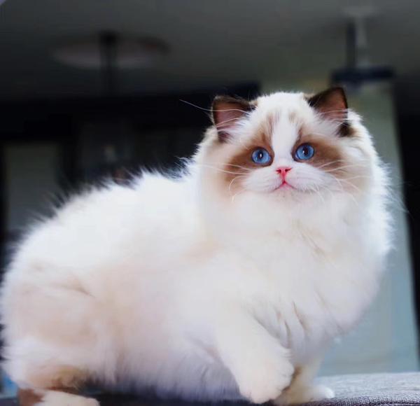 缅因猫和布偶猫的核心秘密