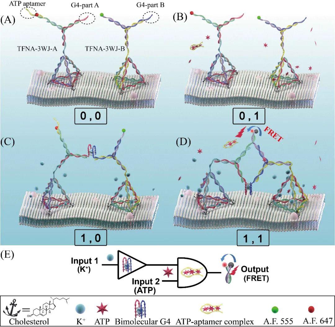 Acs Ami Dna