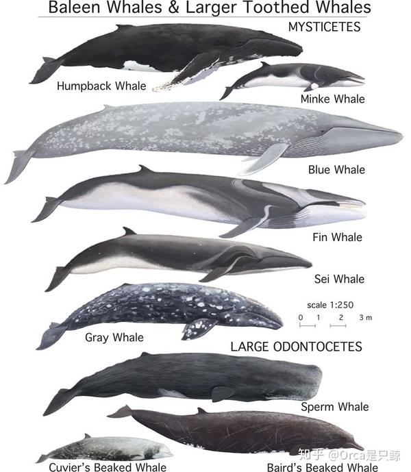 各类须鲸和大型齿鲸的图例