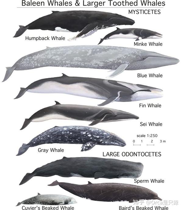 whale),座头鲸(humpback whale)和长须鲸(fin whale)这类的最大型鲸类