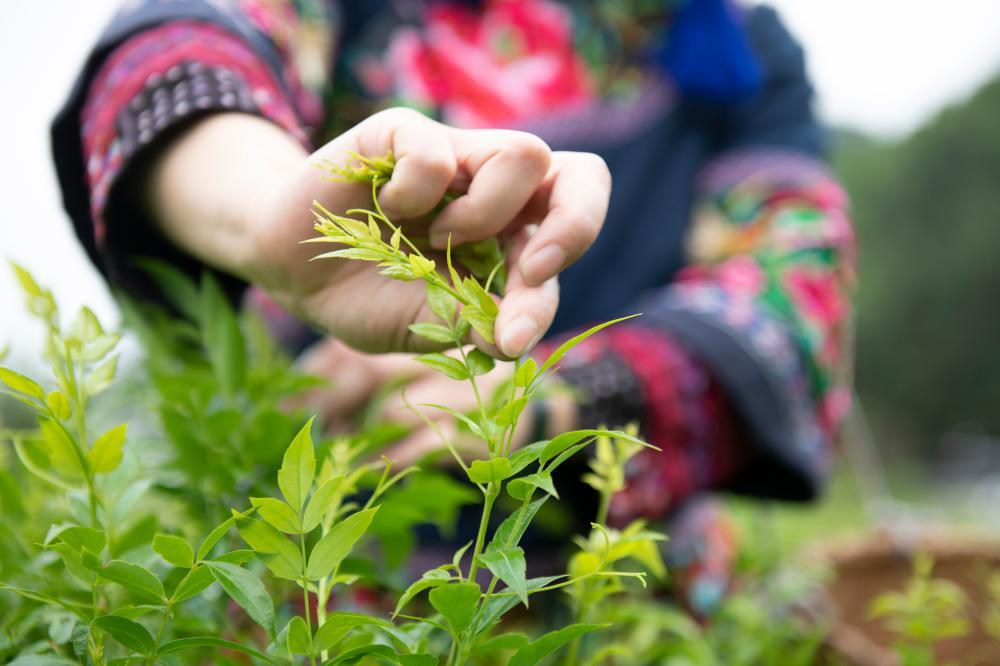 茅岩莓茶是什么茶你喝过没