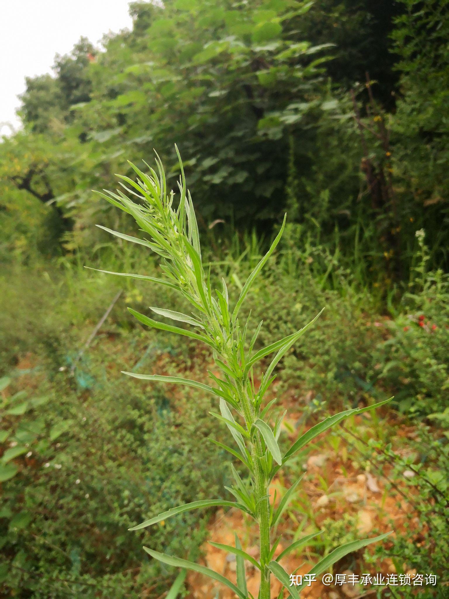 小蓬草