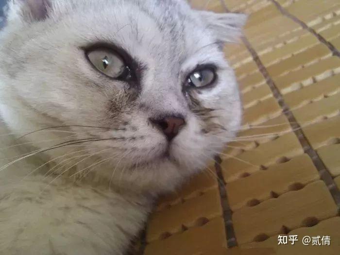 猫咪眼睛的疾病