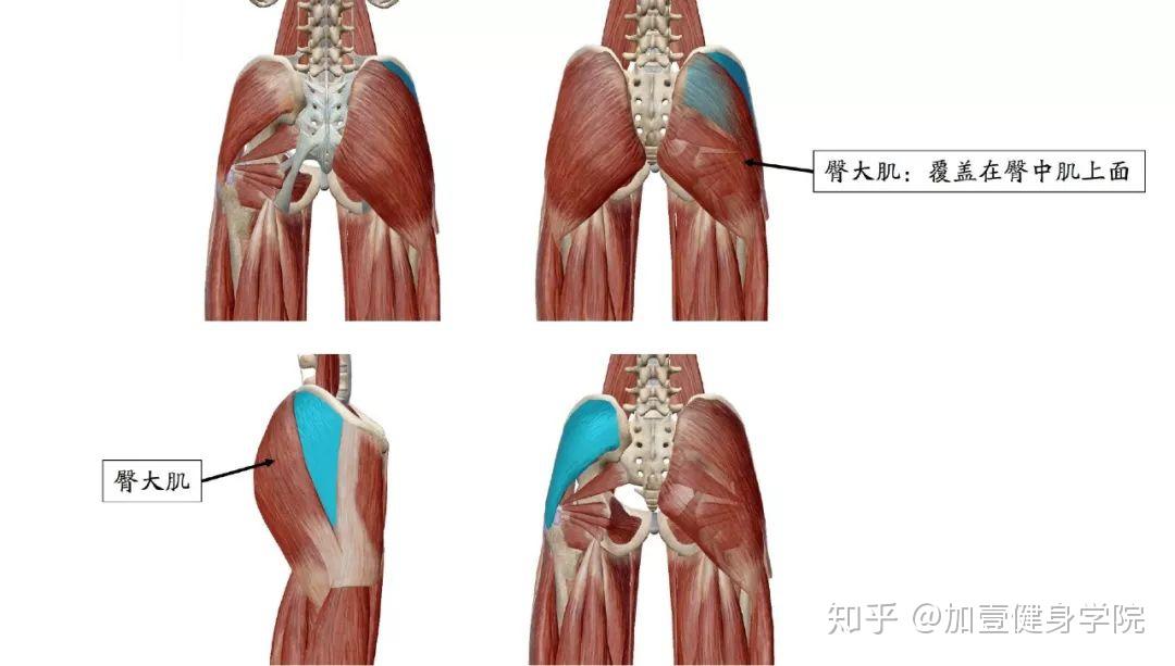 蜜桃臀的真正塑造方法