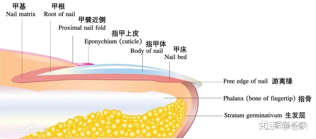 指甲的秘密